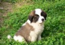 聖伯納犬可以吃的果類,聖伯納犬的壽命有多長