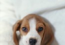 幼犬輕咬的問題怎麼辦,狗狗咬自己的尾巴是什麼原因