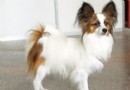 如何改善蝴蝶犬口臭的問題,養了幾只蝴蝶犬爭寵怎麼辦