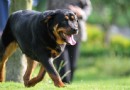 羅威納犬怎麼養,羅威納要不要斷尾