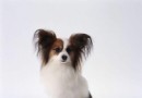 蝴蝶犬幼犬不能吃什麼,蝴蝶犬拉肚子怎麼辦