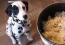 狗狗出門戴嘴套的好處,狗狗食鹽誤區