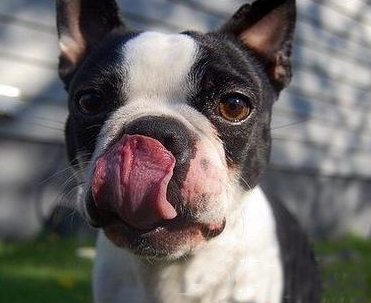 應經常注意犬的精神狀態,波士頓梗怎麼養