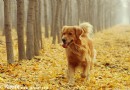 金毛犬不能吃的食物有哪些,怎麼訓練金毛犬站姿