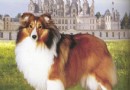喜樂蒂牧羊犬喂養,喜樂蒂牧羊犬的品種簡介