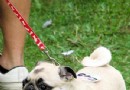怎樣預防八哥犬中暑,八哥犬中暑了怎麼辦