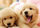 狗狗衣服夏季也要穿嗎,長毛犬如何過夏季