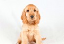 怎麼讓可卡犬適應環境,可卡犬多少錢一只