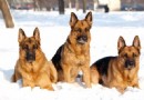 如何給德國牧羊犬注射疫苗,牧羊犬