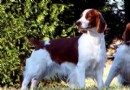 威爾斯激飛獵犬發燒怎麼辦,獵犬