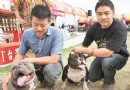 廣州市番禺區擴大養犬嚴管范圍,狗狗