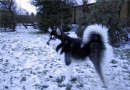 阿拉斯加雪橇犬肩高,阿拉斯加雪橇犬