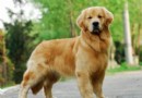 金毛犬價格,金毛犬飲食要注意的小細節