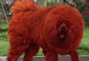 體型高大又凶猛的藏獒,為什麼藏獒價格那麼高