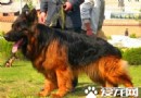 長毛德國牧羊犬打架,德國牧羊犬