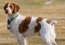 怎麼挑選不列塔尼獵犬的狗糧,塔尼