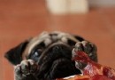 狗狗絕對不能吃哪些食物,過節期間別讓你的狗狗吃多了