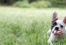 臘腸犬喜歡吃什麼,為什麼你的狗狗不喜歡玩玩具