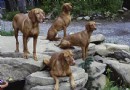 怎麼給靈缇犬挑選狗咬膠,怎麼給維茲拉犬挑選狗咬膠
