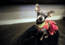 薩摩幼犬狗糧的挑選建議,市面上各種狗糧品牌大列隊