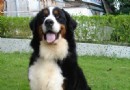 伯恩山犬吃洋蔥易導致中毒,伯恩山犬怎麼養