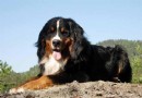 伯恩山犬應當如何喂養,伯恩山犬怎麼養