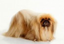 如何呢判斷馬爾濟斯犬是否健康,馬爾濟斯犬掉毛