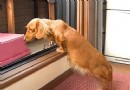 狗狗產後的營養與運動,患病狗狗的冬季護理