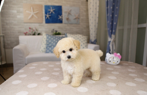泰迪犬