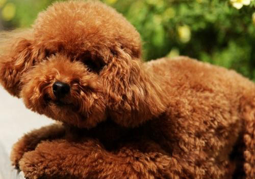 泰迪犬