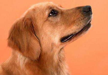 金毛犬