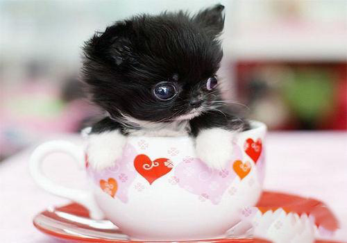 茶杯犬