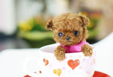 茶杯貴賓犬