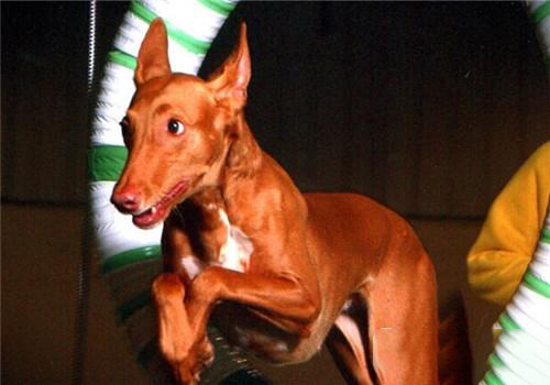 法老王獵犬