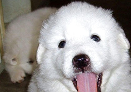 大白熊犬