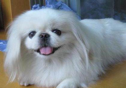 京巴犬