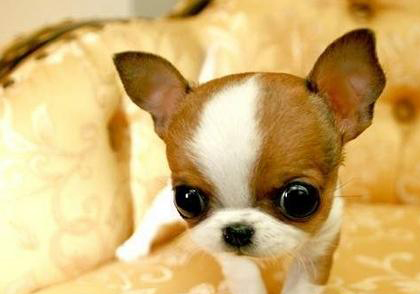 吉娃娃犬