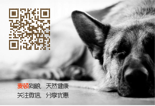 德牧.jpg