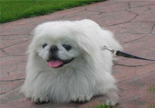 京巴犬