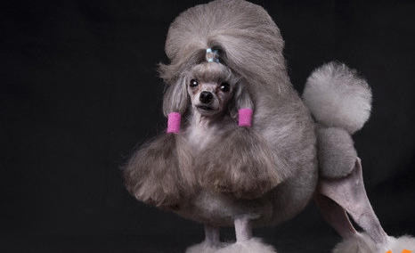 檢測您家貴賓犬是否健康