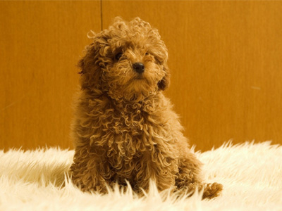 泰迪犬.jpg