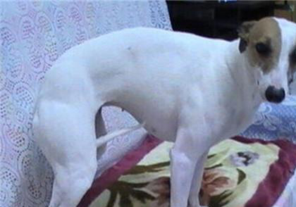惠比特犬