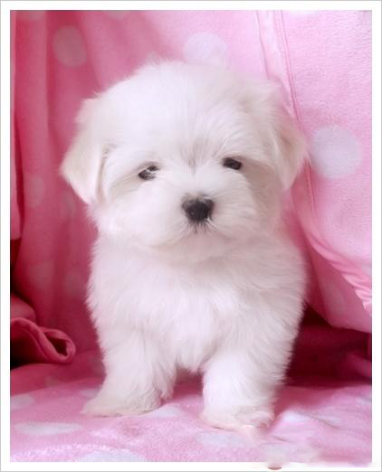 馬爾濟斯犬