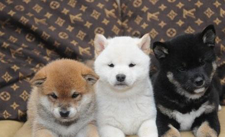 柴犬