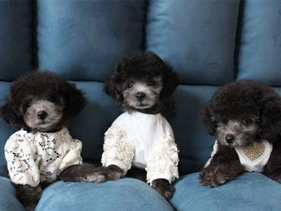 泰迪犬.jpg