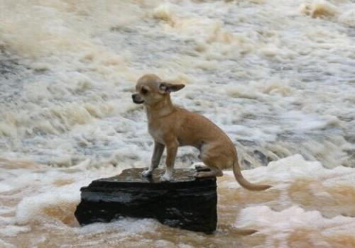 吉娃娃犬