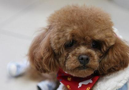 貴賓犬