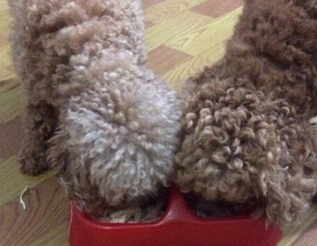 圖1 狗狗的好身體是可以吃出來的