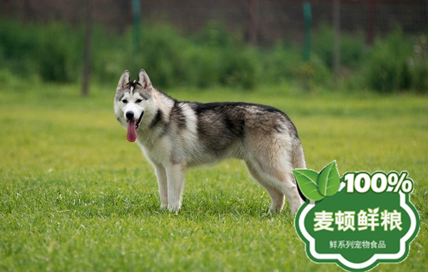 哈士奇11.jpg