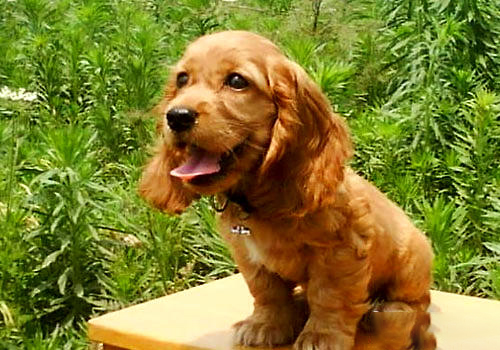 可卡犬